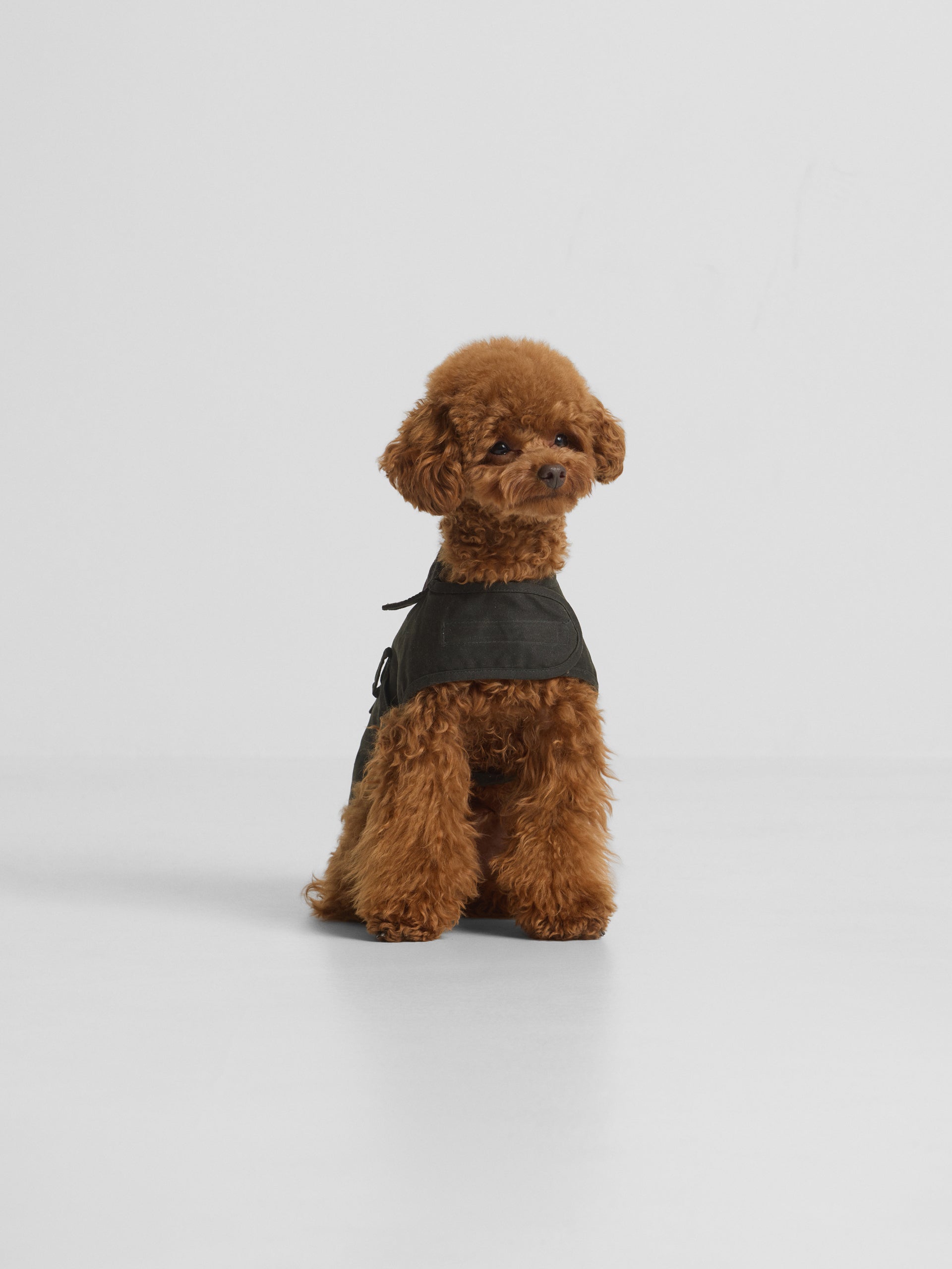 Manteau pour animaux de compagnie ciré vert