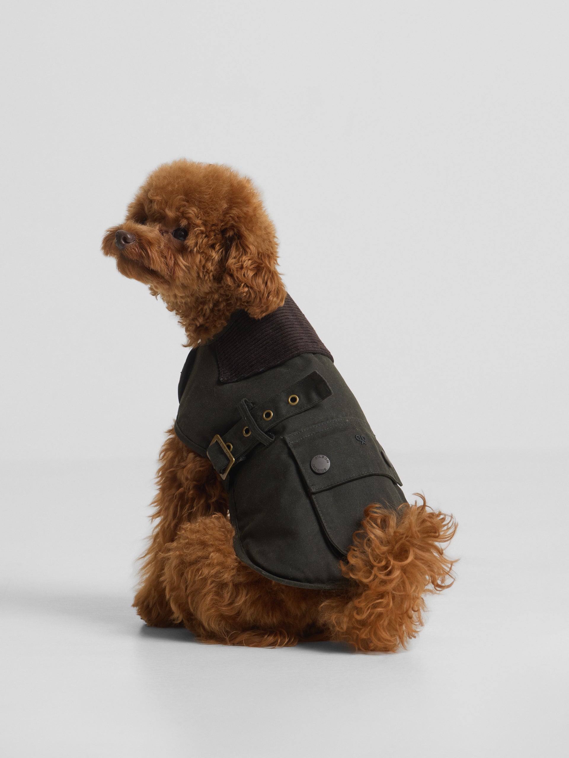 Manteau pour animaux de compagnie ciré vert