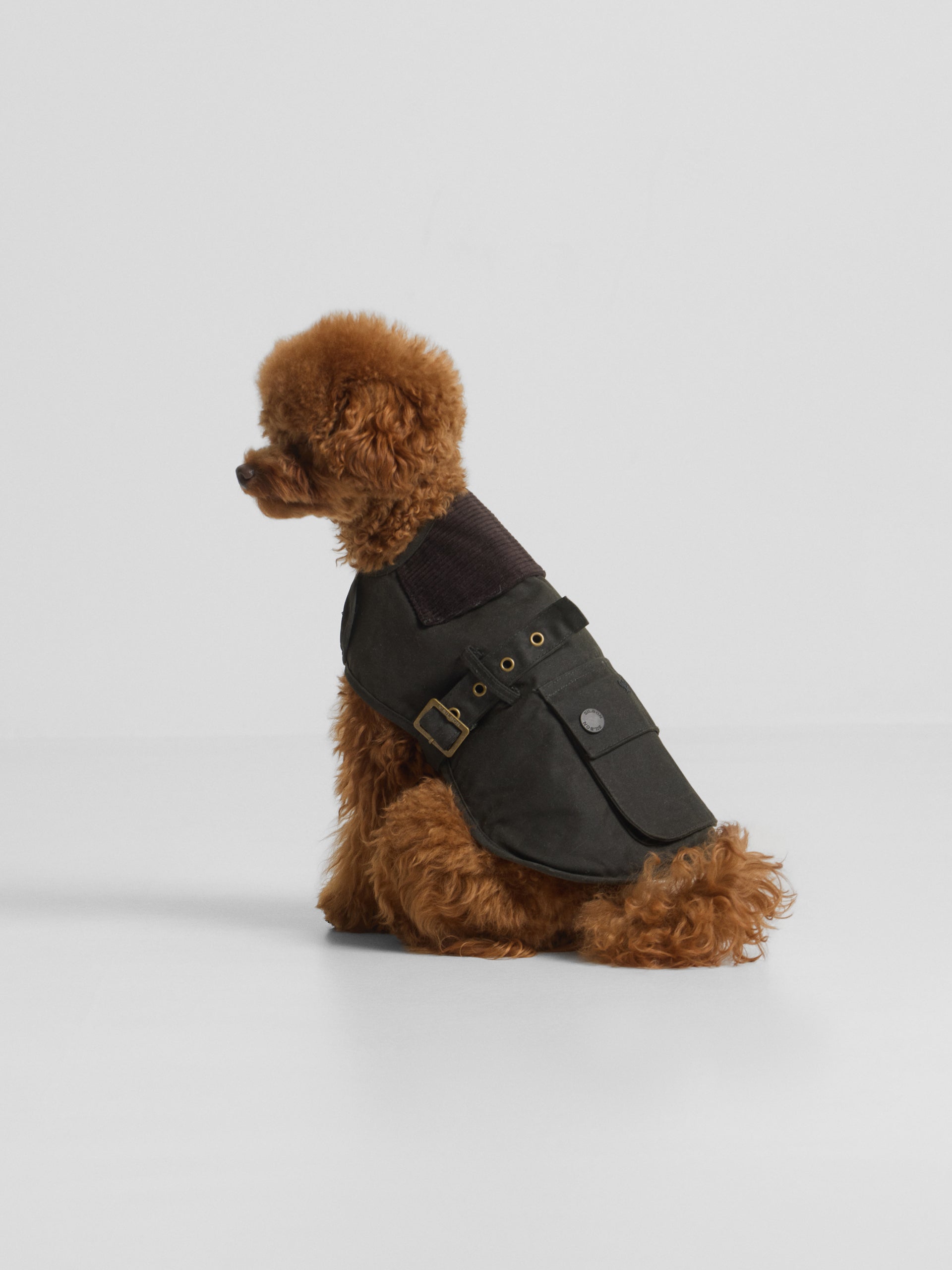 Manteau pour animaux de compagnie ciré vert