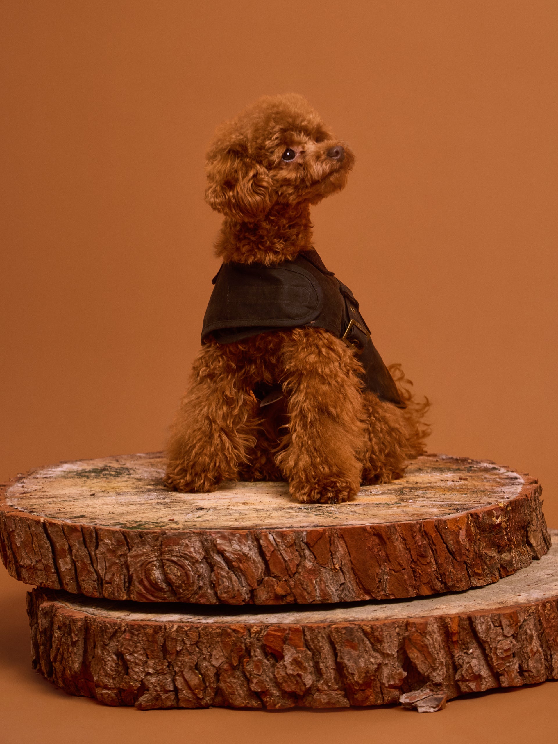 Manteau pour animaux de compagnie ciré vert