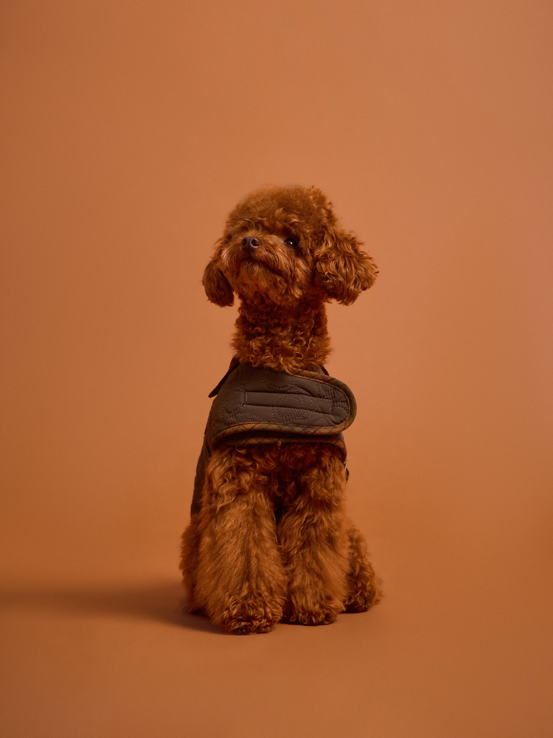 Manteau pour animaux de compagnie rembourré vert