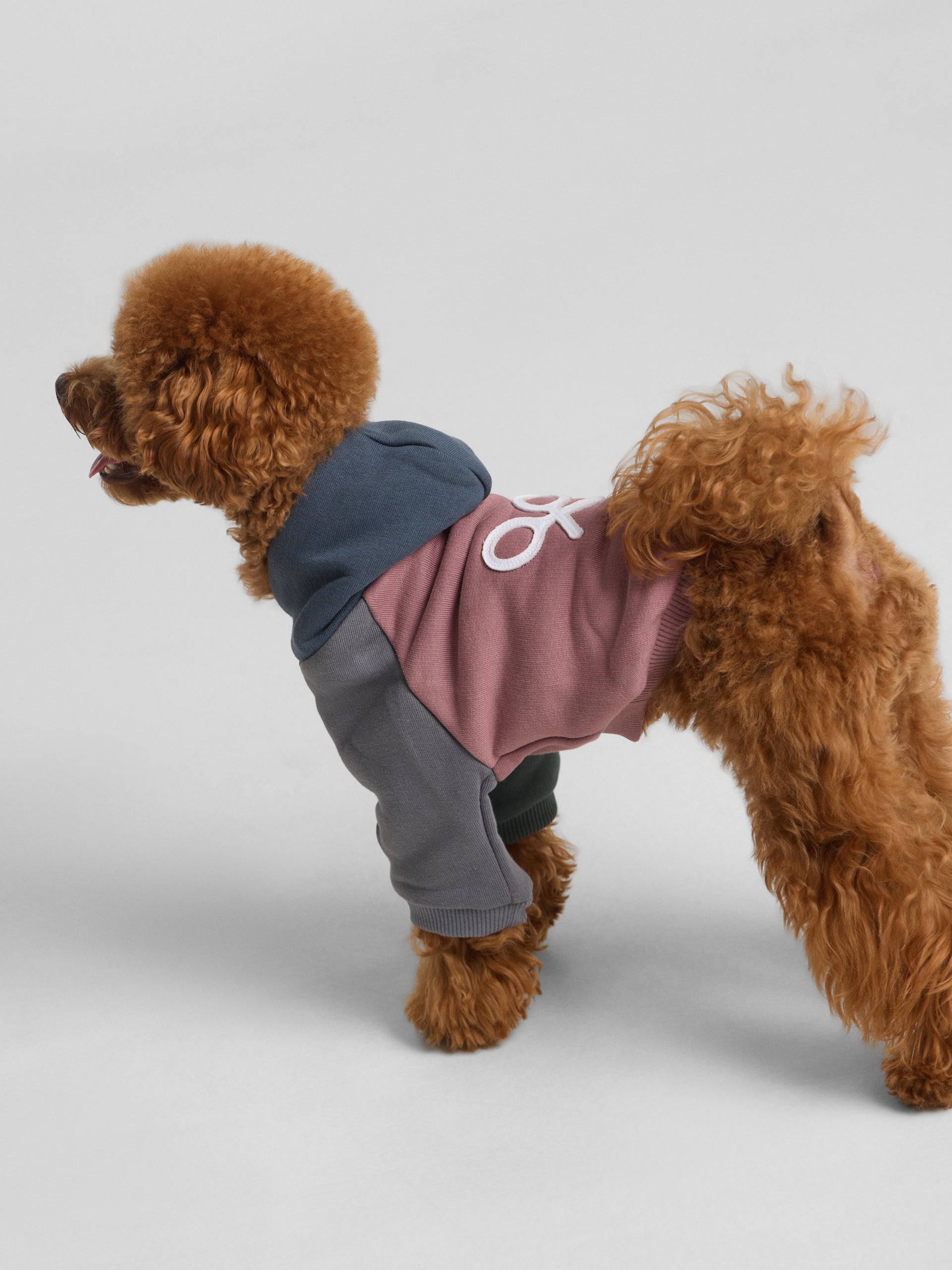 Sweat-shirt pour animaux de compagnie à capuche multicolore bordeaux