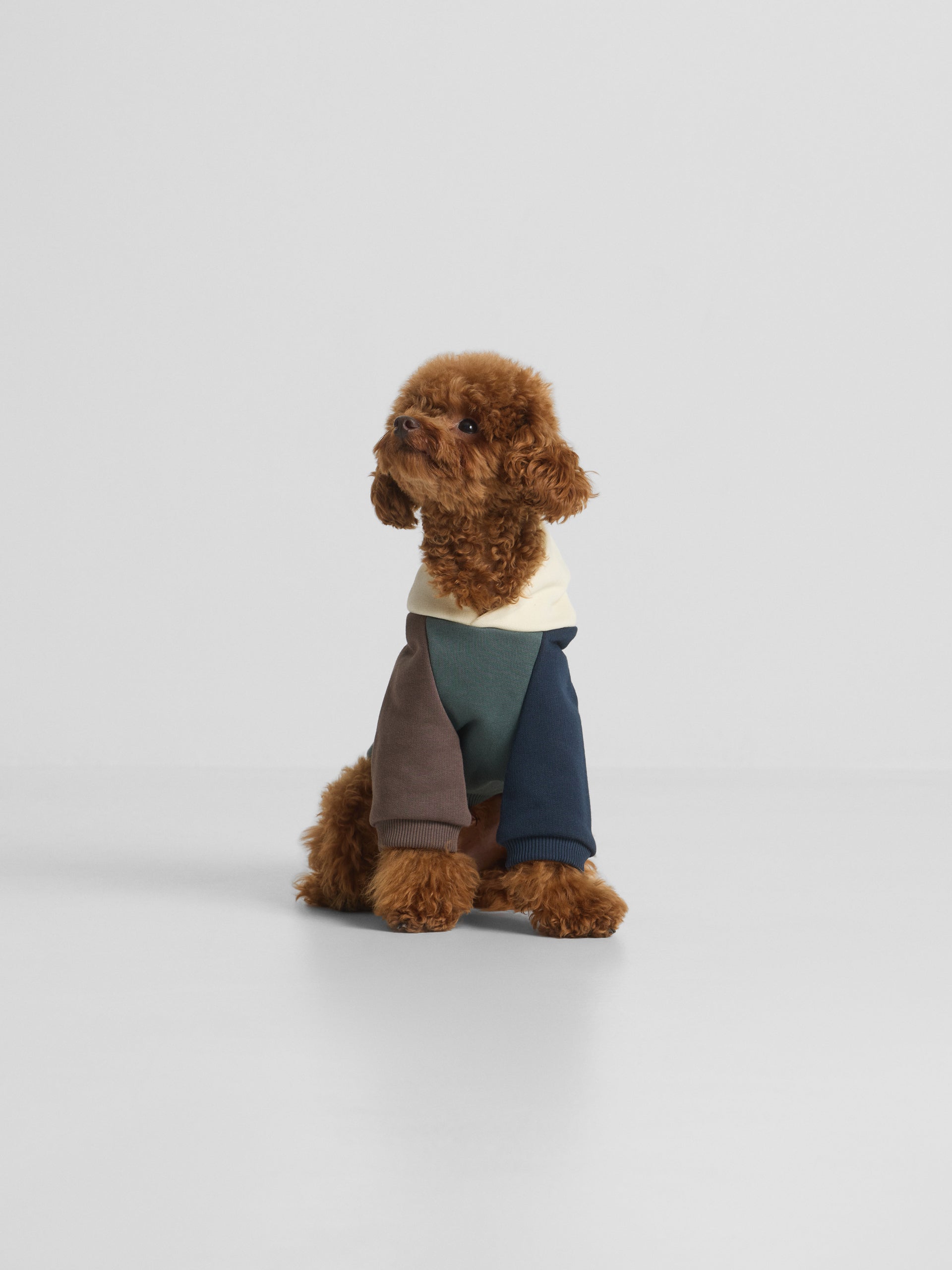 Sweatshirt para animais de estimação hoodie multicolor verde