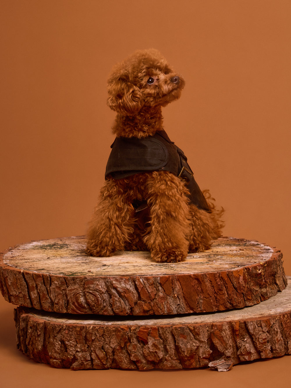 Abrigo mascotas encerado verde