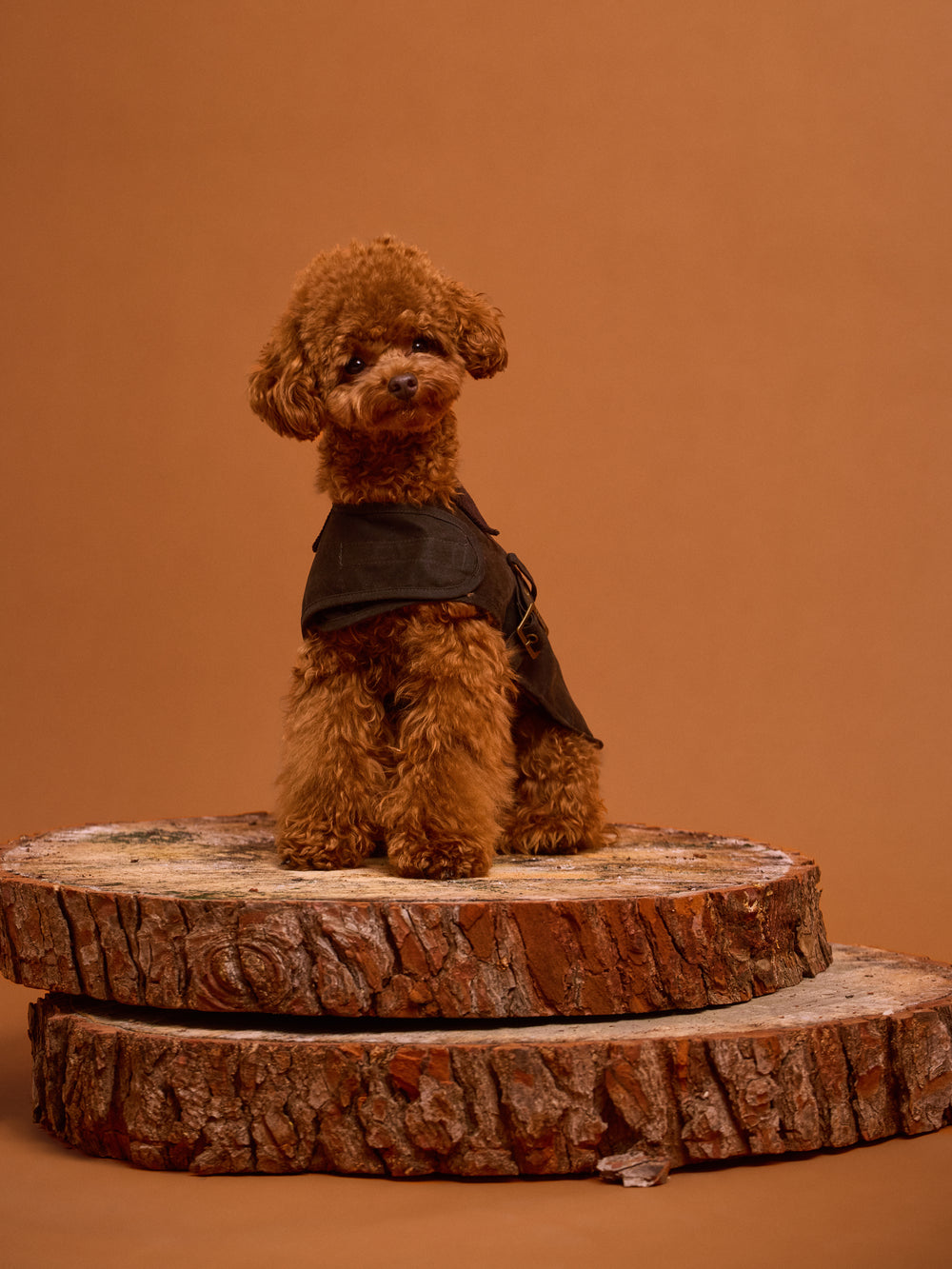 Abrigo mascotas encerado verde