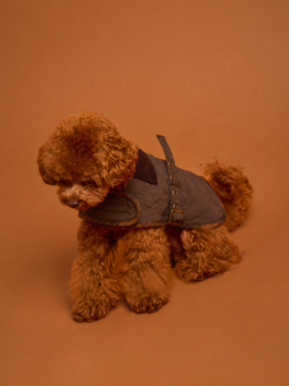 Abrigo mascotas acolchado verde