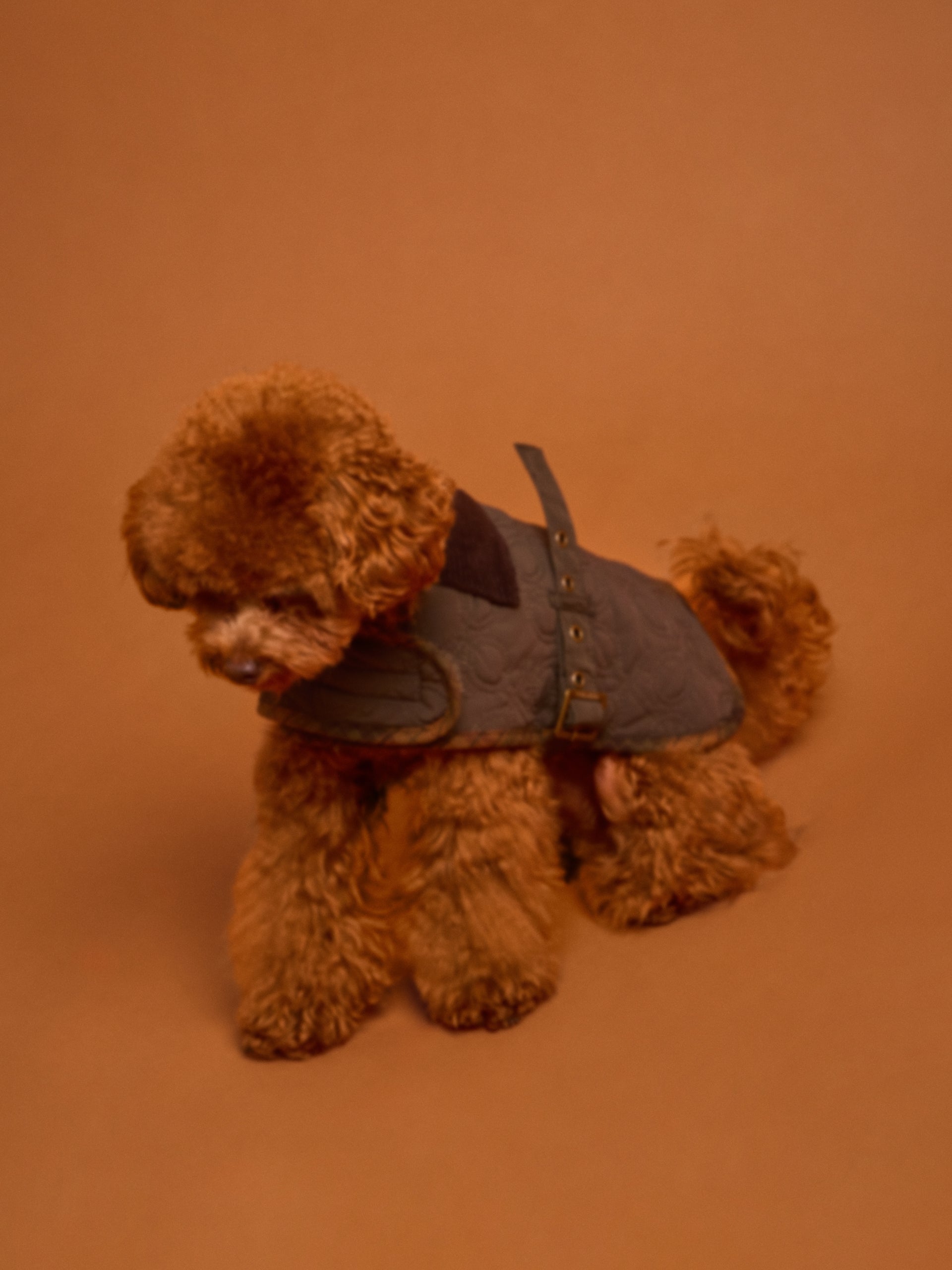 Abrigo mascotas acolchado verde