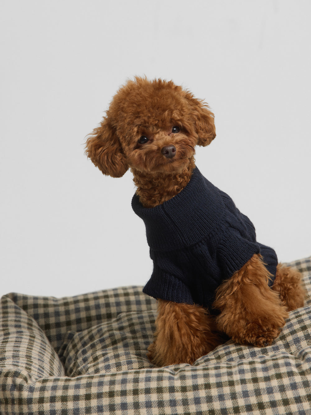 Jersey mascotas cuello vuelto azul marino