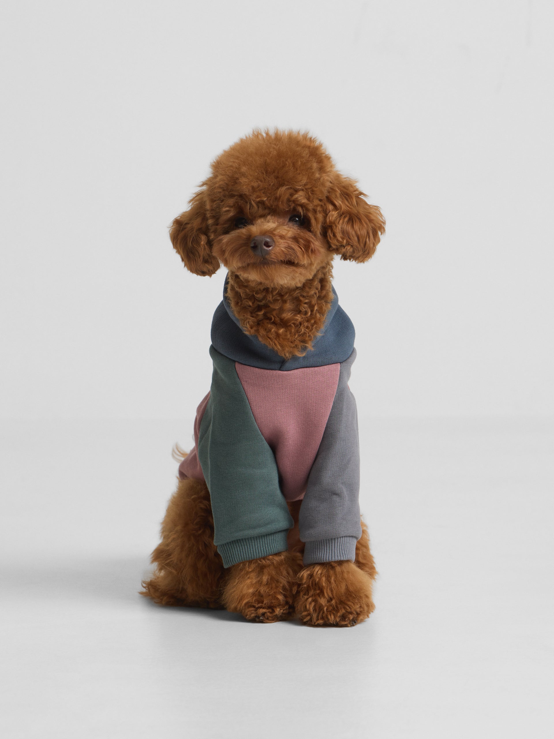 Sweat-shirt pour animaux de compagnie à capuche multicolore bordeaux