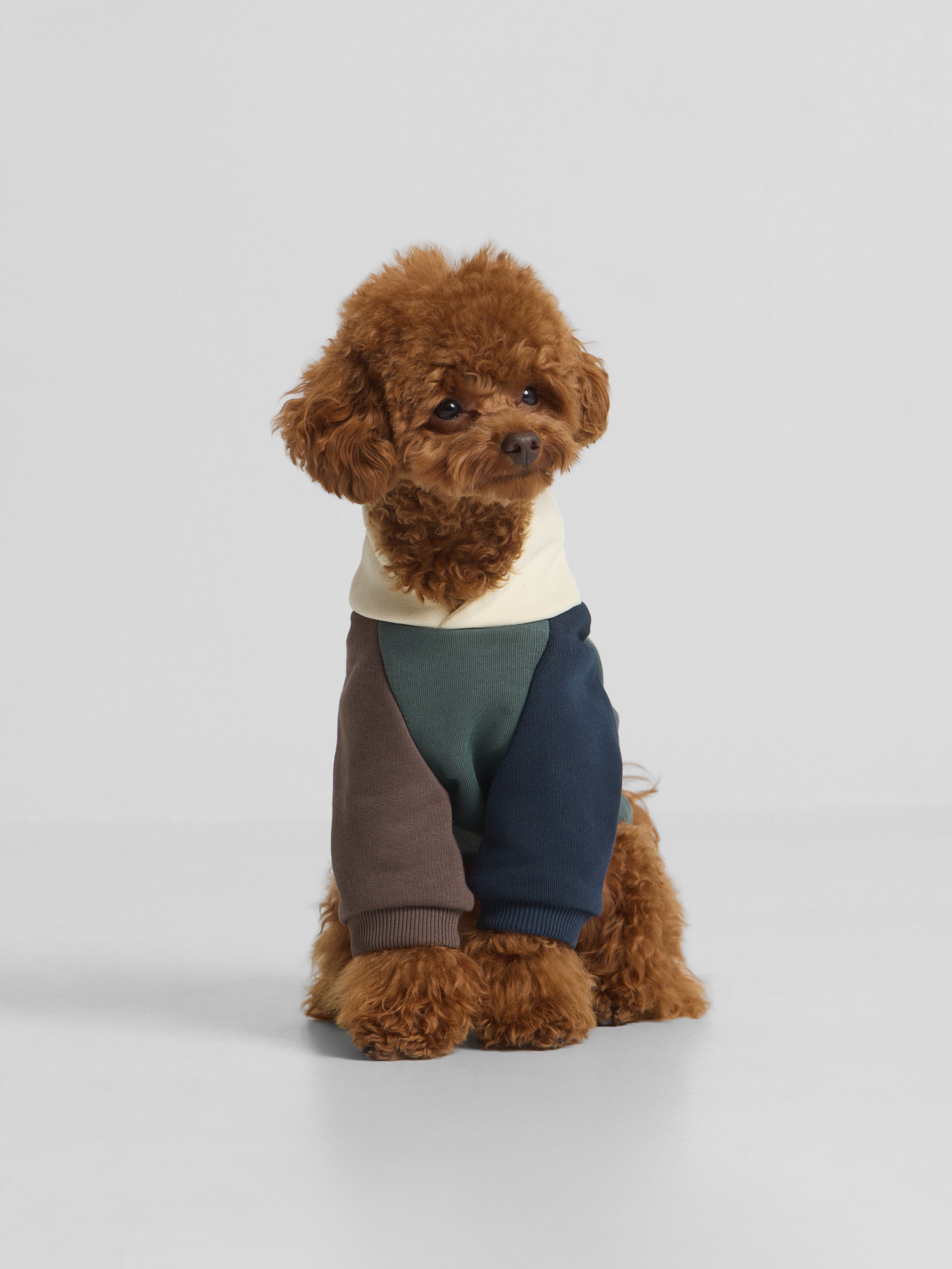 Sweatshirt para animais de estimação hoodie multicolor verde