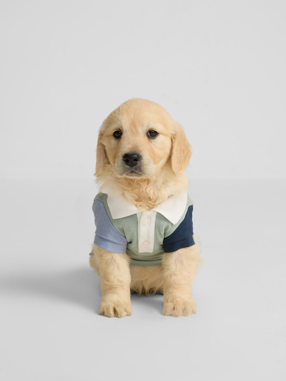 Polo mascotas multicolor verde