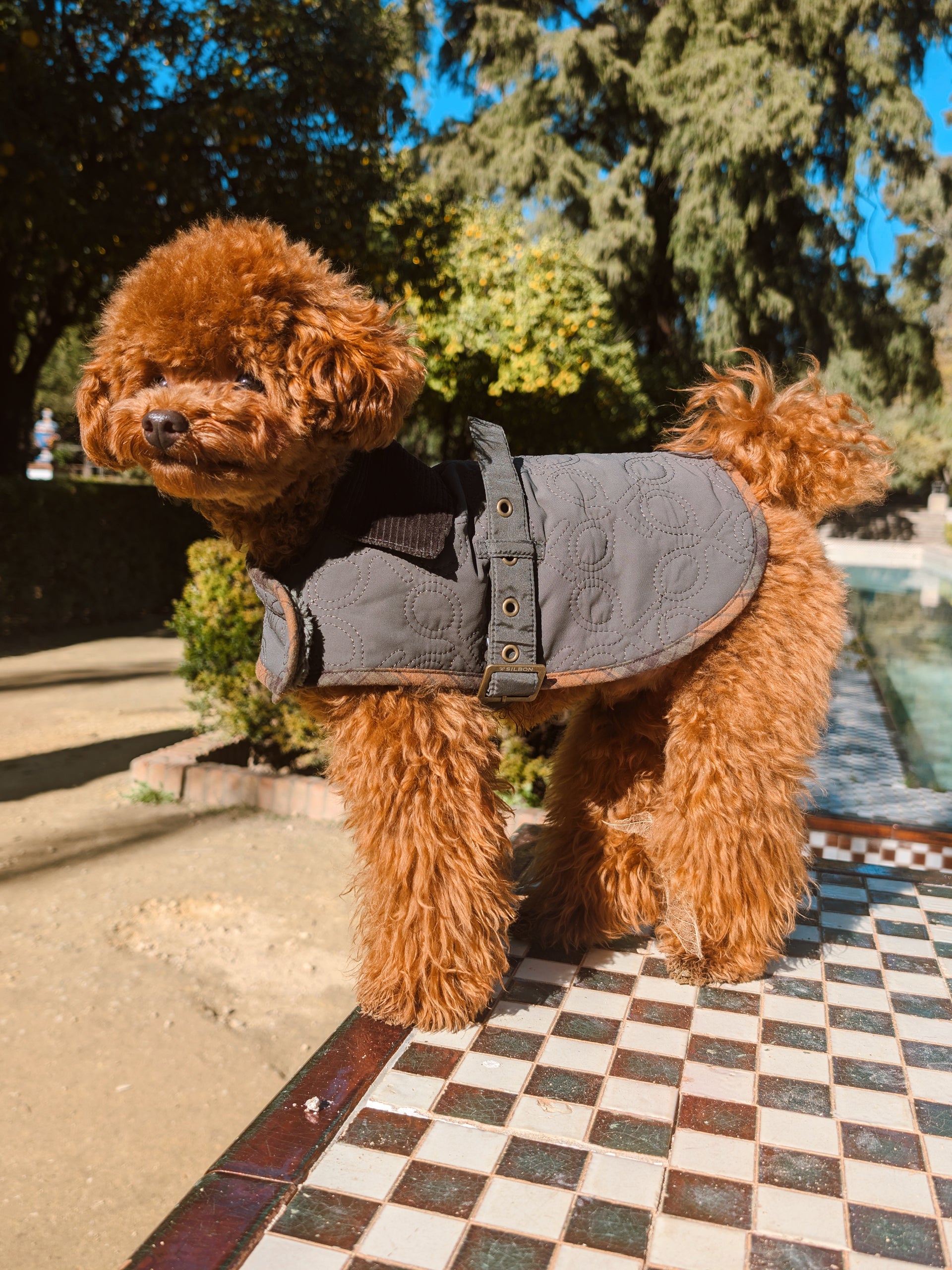 Manteau pour animaux de compagnie rembourré vert