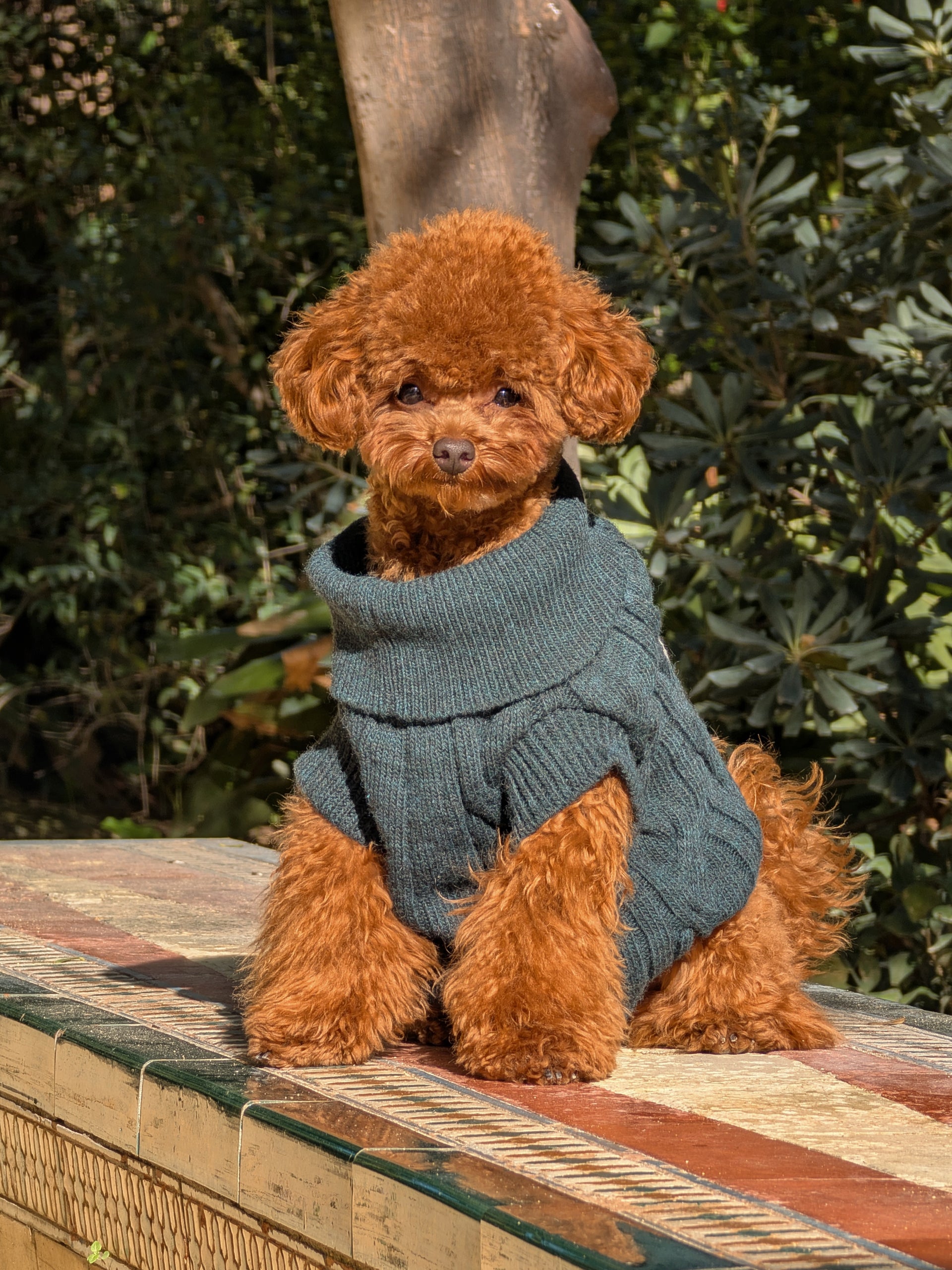 Jersey mascotas cuello vuelto verde