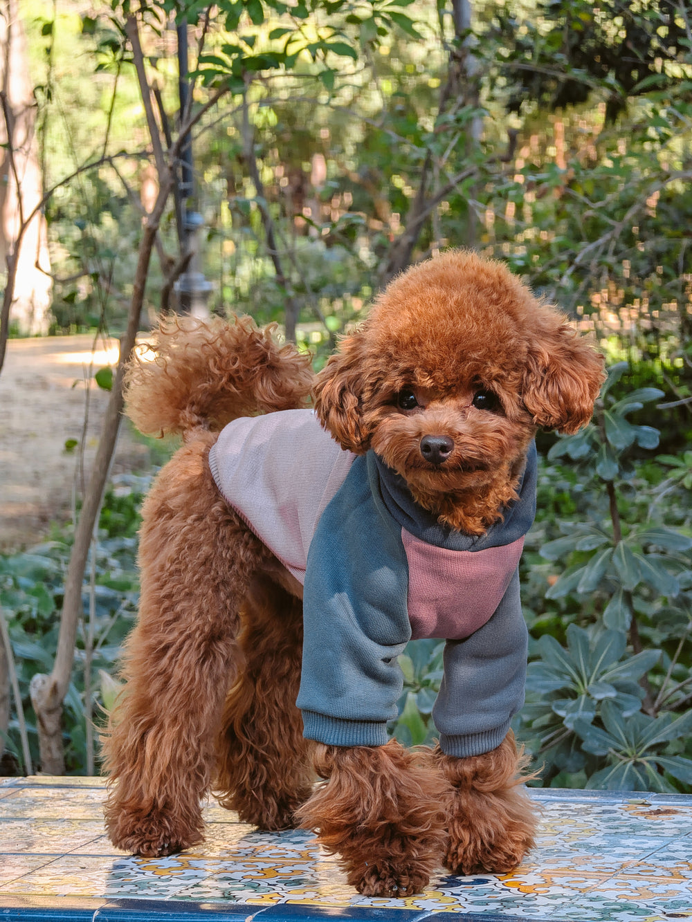 Sudadera mascotas hoodie multicolor burdeos