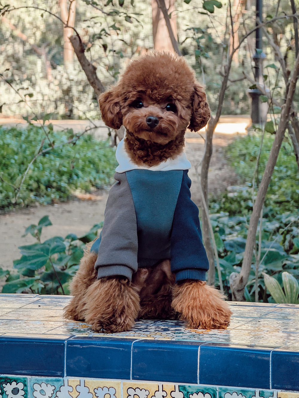 Sudadera mascotas hoodie multicolor verde
