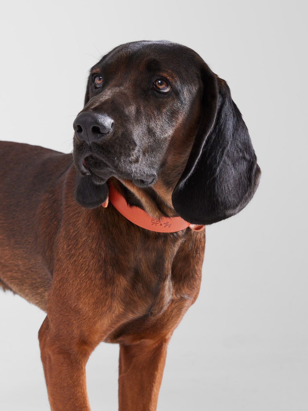 Collar perro SILBONxLADRANGAUCHO cuero