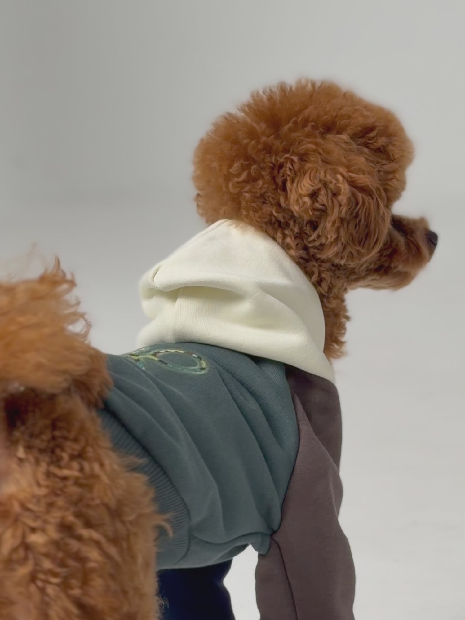 Pet sweatshirt hoodie multicolor green